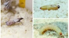 Madeži i drugi štetočina u orašastim plodovima